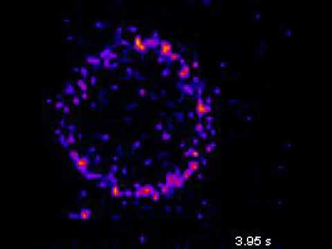 Videó: A kromaffin sejtek neuronok?