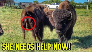 Race To Save This Cow! Worst Thing I