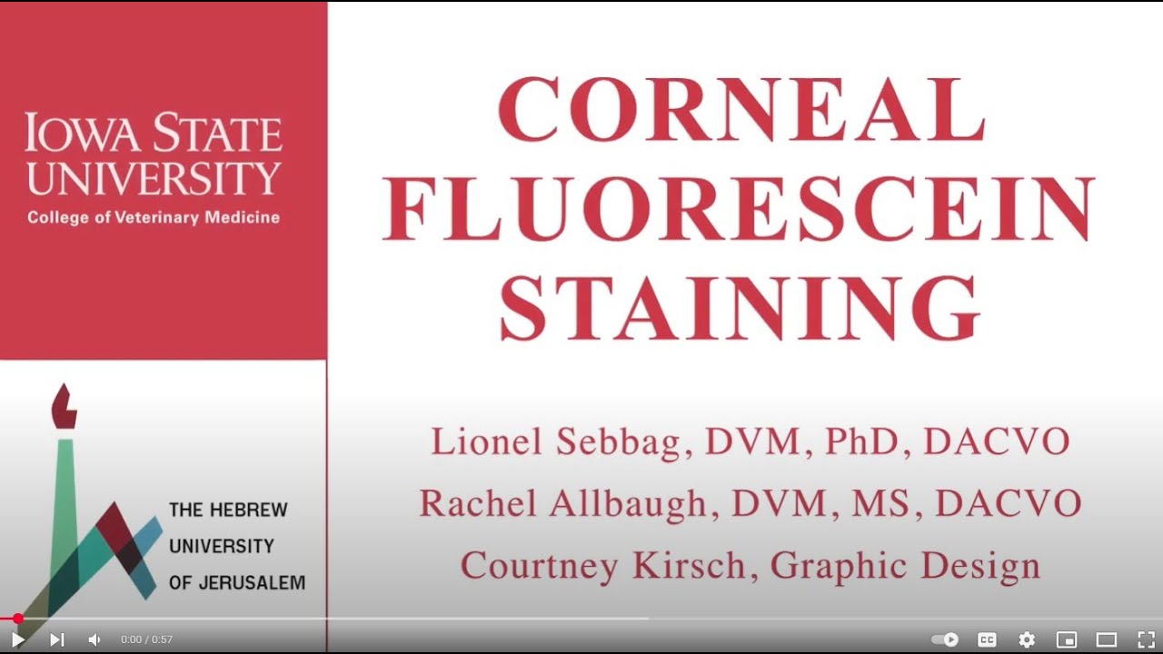 Fluorescein Staining in Dogs | Eye Exam Technique for Corneal Ulcers