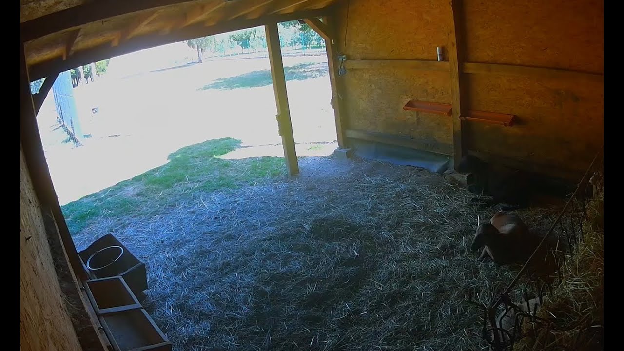 Kozubszczyzna - Wiata alpak