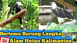 Hutan Kalimantan Banyak Burung - Ayo Lindungi Hutan