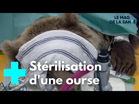 Vidéo: Qu'est-ce que la tanière signifie ?