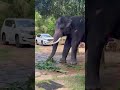 Elephant in the temple ❤️🐘 #elephant #nature #perahara