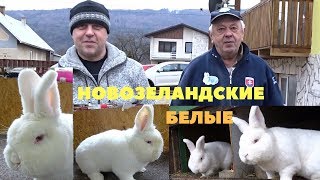 Новозеландские белые кролики Словакия.  Йозеф Скряб и Винсент Сурмик