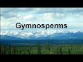 GYMNOSPERMS:-characters
