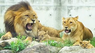 Download Lagu Welpen rennen naar Silk💖Earth gromt jaloers🐾 MP3