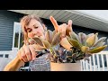 Propagating Few Succulents & Tips for Beautiful Looking Sedum Clavatum