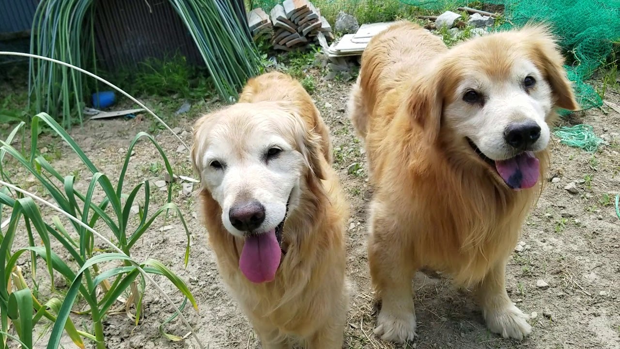 癒し動画 うさぎ ニンニク収穫を見守るゴールデンレトリバー