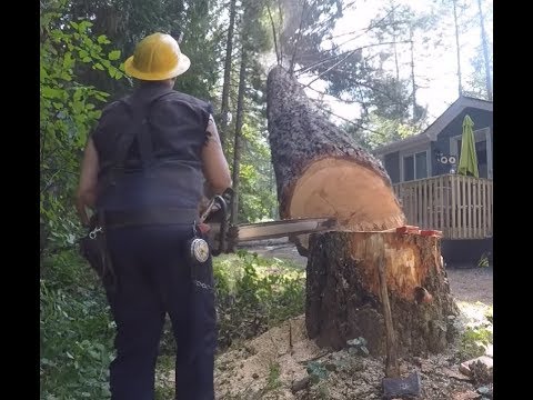 RISKY TREE FELLING ,PART 2 - YouTube