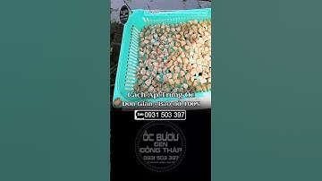 ✅Hướng Dẫn ấp trứng Ốc bươu đen - Ốc Nhồi  ✅ Đơn giản Bao nở 100%  ✅Cách ấp trứng hiệu quả nhất