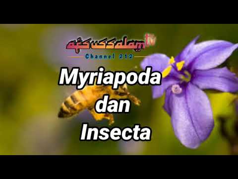 Video: Apakah myriapoda memiliki kerangka luar?