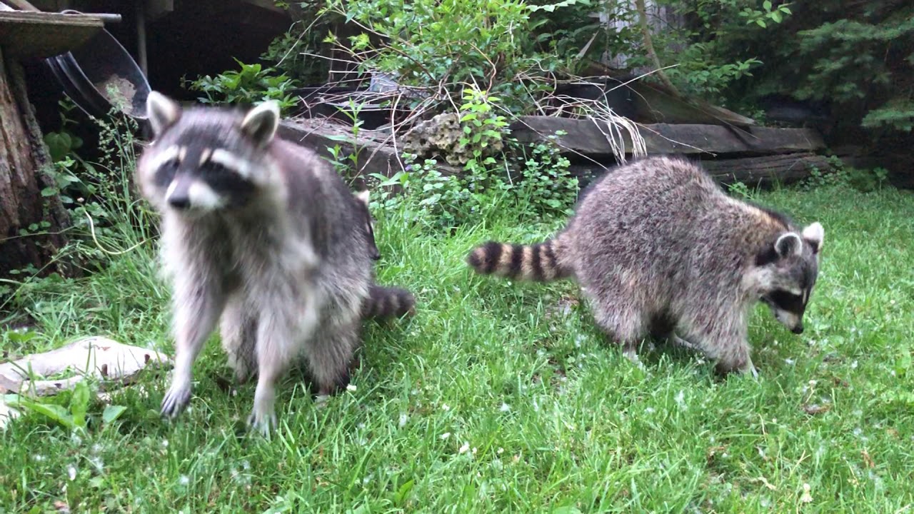 Feeding my raccoons a snack on ‎May ‎29, ‎2018 YouTube