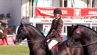 Merlod Cymreig Teip Cob Tan Gyfrwy | Ridden Welsh Ponies Cob Type