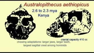 PL3: HOMINIDS: AUSTRALOPITHECUS AETHIOPICUS