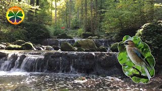 Шум Лесного Ручья [Relax 3 Часа] Пение Птиц | Звуки Природы