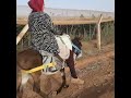 عربه الباديه اقتصاديه