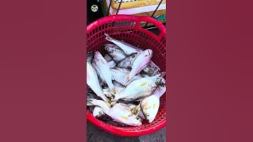 Cá biển bà con mới đi đánh bắt từ ngoài khơi vào #duyanhvlog #videogiaitri