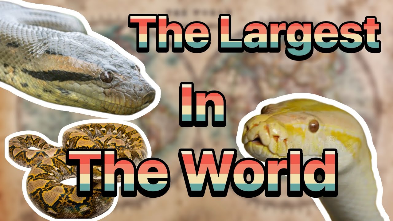 Top 5 largest snakes 
