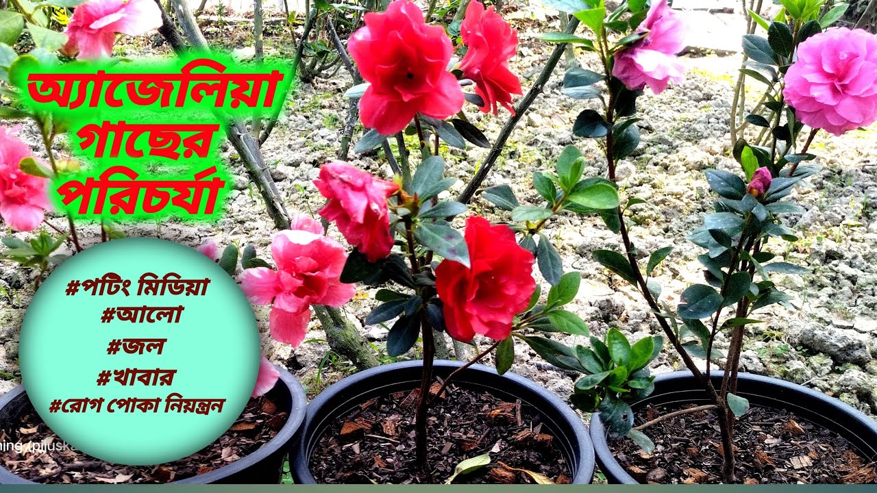 Best Potting Mix For Azaleas অ্যাজেলিয়া গাছের পরিচর্যা YouTube