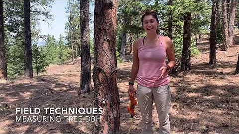 Field Techniques: Measuring Tree DBH