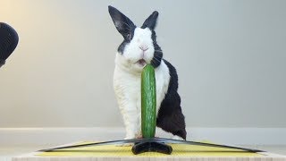 Rabbit Eating Juicy Cucumber ASMR