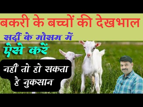 वीडियो: कैसे एक सरीसृप पिंजरा बनाने के लिए: 12 कदम (चित्रों के साथ)