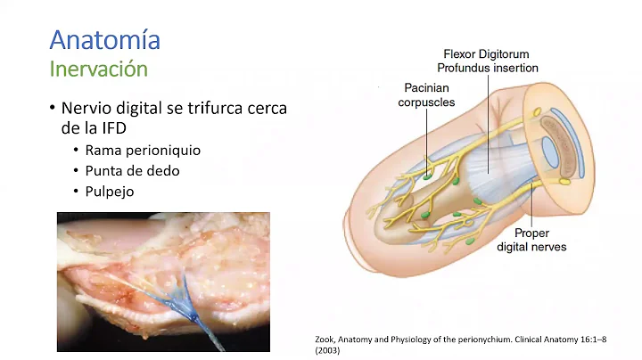 Anatoma y Lesin de Puntas de Dedo