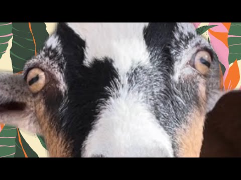 Видео: Ядовиты ли майские яблоки для коз?