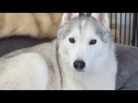 Video: 150+ Cool Husky Names and Sled Dog Ideas Ideas