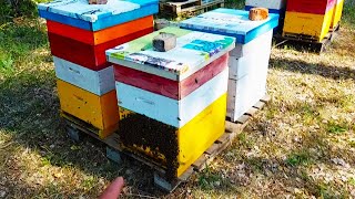 магазинов для мёда много не бывает /главный медосбор 2023