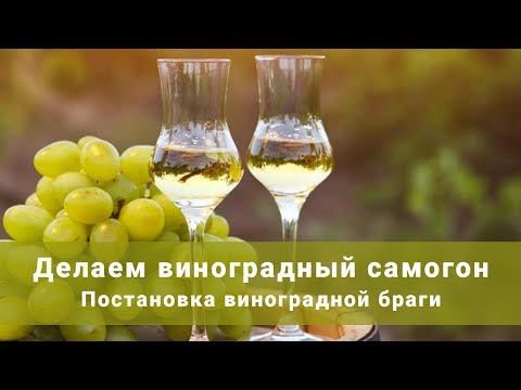 Постановка виноградной браги. Делаем виноградный самогон!