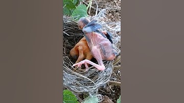 Sibling Showdown: Cuckoo Chick Pushes Out Older Nest Mate #shorts