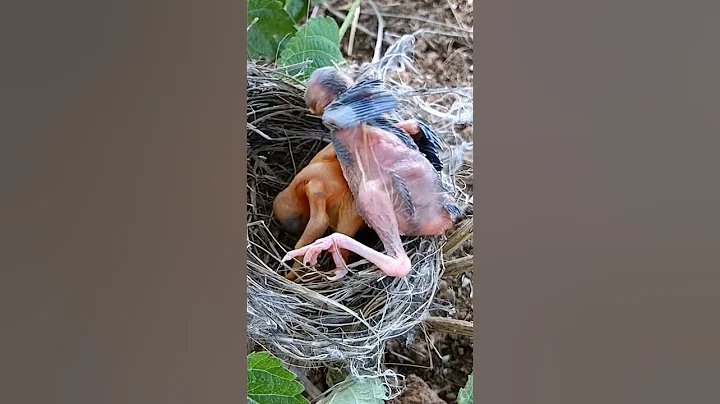 Sibling Showdown: Cuckoo Chick Pushes Out Older Nest Mate #shorts