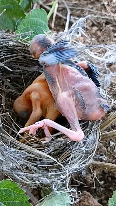 Sibling Showdown: Cuckoo Chick Pushes Out Older Nest Mate #shorts