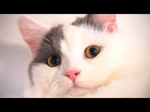 猫の顔を25万の一眼レフで舐め回してみた 高画質 Youtube