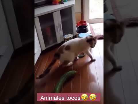 Animales están locos