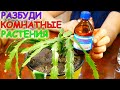 Перекись Водорода для КОМНАТНЫХ РАСТЕНИЙ! БЫСТРО РАСТУТ и НЕ БОЛЕЮТ!