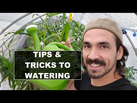 Watering & Feeding Your Plants (Tips and Trick)