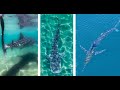 This is the Moment I Found a Whale Shark & Marlin: An Amazing Learning Experience From Above & Below