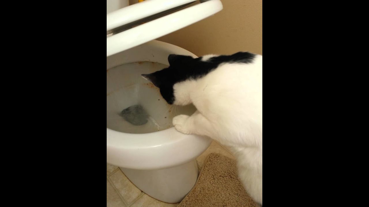 Olaf Cat chasing toilet flush YouTube