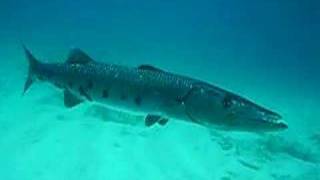 Curious Barracuda