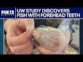 UW study discovers fish with teeth on its forehead | FOX 13 Seattle