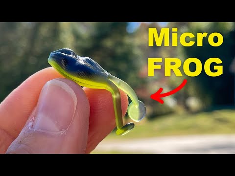 The Frisky FROG Catches FISH!!