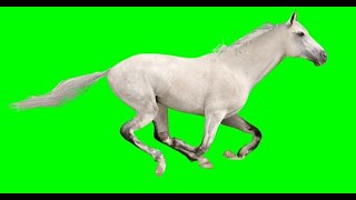 Horse - Green Screen | Free to Use