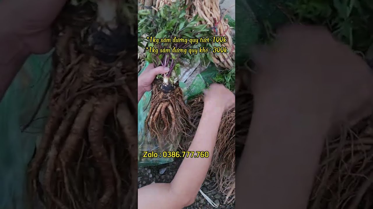 Ngâm sâm đương quy tươi - Bí quyết chăm sóc sức khỏe từ thiên nhiên