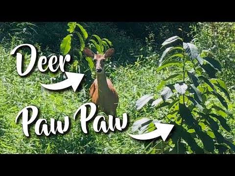 Βίντεο: Are Pawpaws Deer Resistant: Μάθετε για τα Pawpaw Trees and Deer