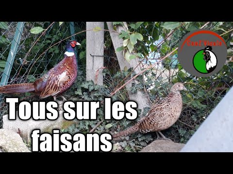 Vidéo: Comment élever Un Faisan