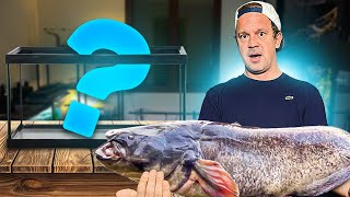 AVOIR UN SILURE EN AQUARIUM !? ( mauvaise idée 😬 ? ) - TOOPET