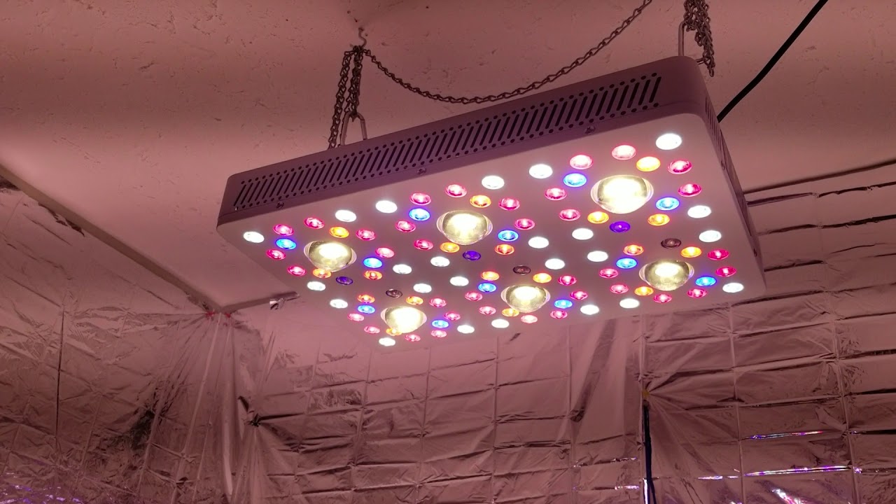 MEDICAL CANNABIS GROW LOG DAY 42 OF FLOWER UNDER THE TRUESUN6 LED GROW LIGHT FROM SIMATIKS.CA