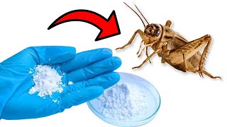 How to Get Rid of CRICKETS Naturally - Yard, House, Garden, Basement, etc